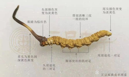 萁美郦丝功效网—知名的美郦斯官网网站,分享广州萁美郦丝生物科技有限公司知识